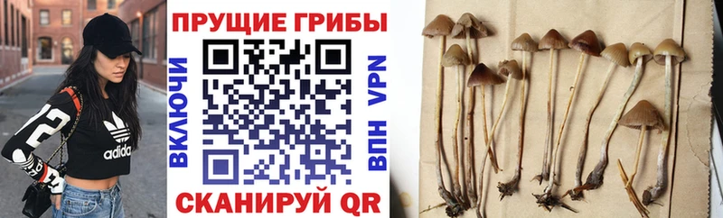 Псилоцибиновые грибы ЛСД  Купить закладки  Заозёрный 